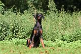 DOBERMANN 393